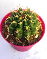 Gymnocalycium Eurypleurum-Beyaz Renk Çiçek açan Kızaran Kaktüs- -8,5 cm saksıda-Koleksiyon Ürünü Kaktüs