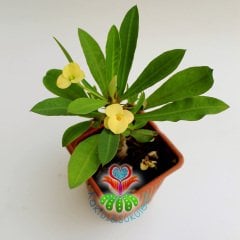 Sukulent,Euphorbia Milii Sarı Renk Çiçek 8 cm Saksıda-Çok Nadir-Çiçeği Üzerinde,Bezsiz Doğal Köklü