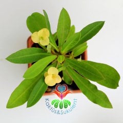 Sukulent,Euphorbia Milii Sarı Renk Çiçek 8 cm Saksıda-Çok Nadir-Çiçeği Üzerinde,Bezsiz Doğal Köklü