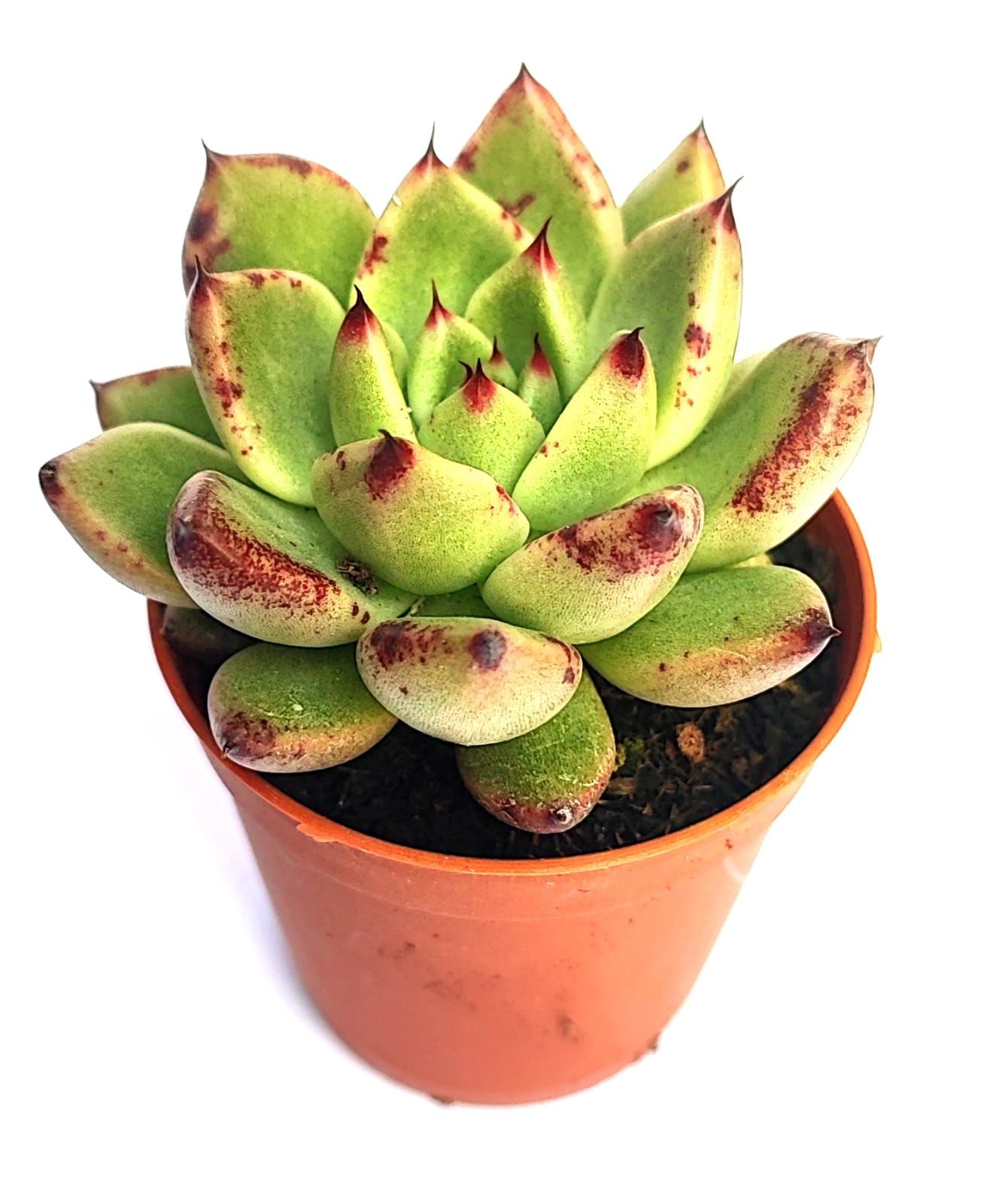 Echeveria Agavoides Armstrong 5,5 cm Saksılı Sert Uçları Lekeli Kırmızı Yapraklı