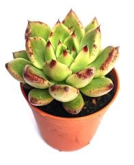 Echeveria Agavoides Armstrong 5,5 cm Saksılı Sert Uçları Lekeli Kırmızı Yapraklı