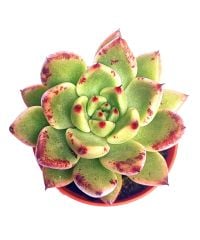 Echeveria Agavoides Armstrong 5,5 cm Saksılı Sert Uçları Lekeli Kırmızı Yapraklı
