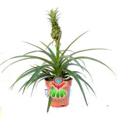 Ananas 'Elyne' Green-Tropik Ananas Ağacı Fidesi-35cm-14cm Saksıda-Meyveli