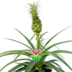 Ananas 'Elyne' Green-Tropik Ananas Ağacı Fidesi-35cm-14cm Saksıda-Meyveli