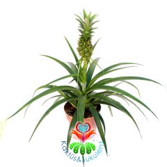 Ananas 'Elyne' Green-Tropik Ananas Ağacı Fidesi-35cm-14cm Saksıda-Meyveli