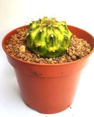 Gymnocalycium Mihonavichi Amber Neon (Variegata)-Doğal Çok Renkli Kaktüs-8,5 cm Saksıda
