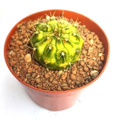 Gymnocalycium Mihonavichi Amber Neon (Variegata)-Doğal Çok Renkli Kaktüs-8,5 cm Saksıda