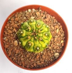 Gymnocalycium Mihonavichi Amber Neon (Variegata)-Doğal Çok Renkli Kaktüs-8,5 cm Saksıda