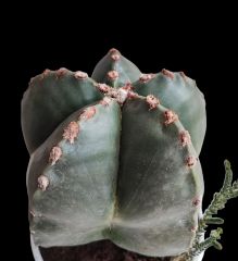 Astrophytum Myriostigma Quadricostatum Nudum-Dev Boy 12 cm Saksıda 10 cm Çap Bitki