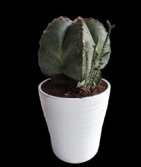 Astrophytum Myriostigma Quadricostatum Nudum-Dev Boy 12 cm Saksıda 10 cm Çap Bitki