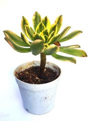 Aeonium Arboreum Variegated Muhteşem Canlı Renkli Yapraklı-5,5 cm Saksıda
