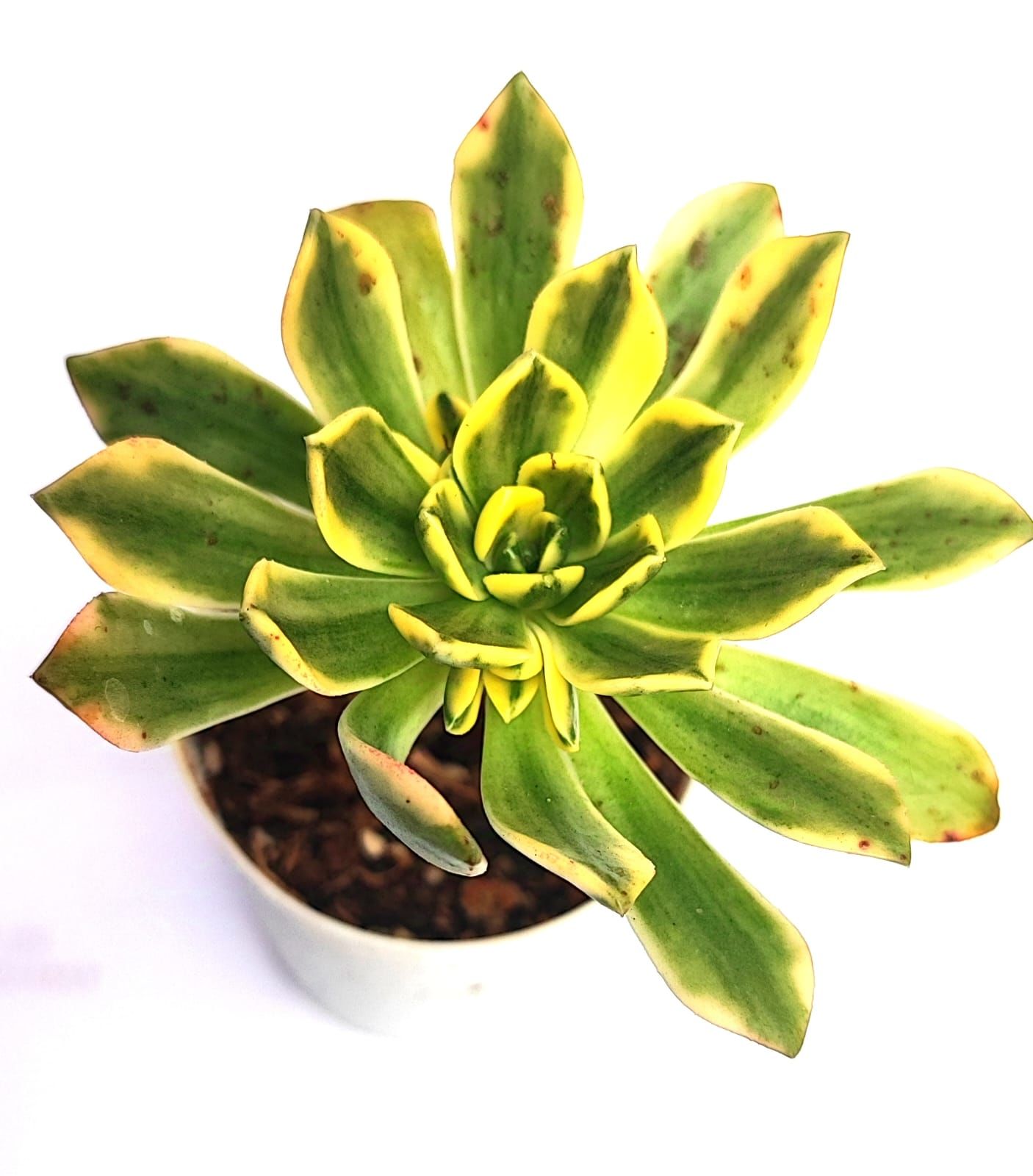 Aeonium Arboreum Variegated Muhteşem Canlı Renkli Yapraklı-5,5 cm Saksıda
