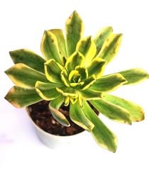 Aeonium Arboreum Variegated Muhteşem Canlı Renkli Yapraklı-5,5 cm Saksıda