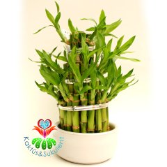 Şans Bambusu-Lucky Bamboo-Şans,Mutluluk ve Pozitif Enerji, Feng Shui-10 cm Seramik Saksıda-25 cm Boy