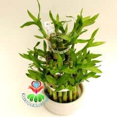 Şans Bambusu-Lucky Bamboo-Şans,Mutluluk ve Pozitif Enerji, Feng Shui-10 cm Seramik Saksıda-25 cm Boy