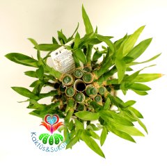 Şans Bambusu-Lucky Bamboo-Şans,Mutluluk ve Pozitif Enerji, Feng Shui-10 cm Seramik Saksıda-25 cm Boy