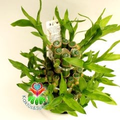 Şans Bambusu-Lucky Bamboo-Şans,Mutluluk ve Pozitif Enerji, Feng Shui-10 cm Seramik Saksıda-25 cm Boy