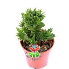 Crassula Capitella ''Red Pagoda''-Çok Nadir Tür Sukulent-5,5 cm Saksıda