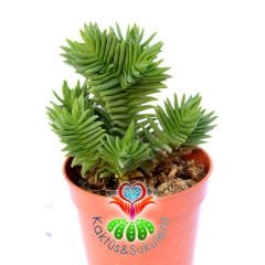 Crassula Capitella ''Red Pagoda''-Çok Nadir Tür Sukulent-5,5 cm Saksıda
