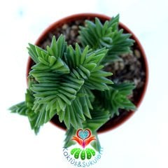 Crassula Capitella ''Red Pagoda''-Çok Nadir Tür Sukulent-5,5 cm Saksıda