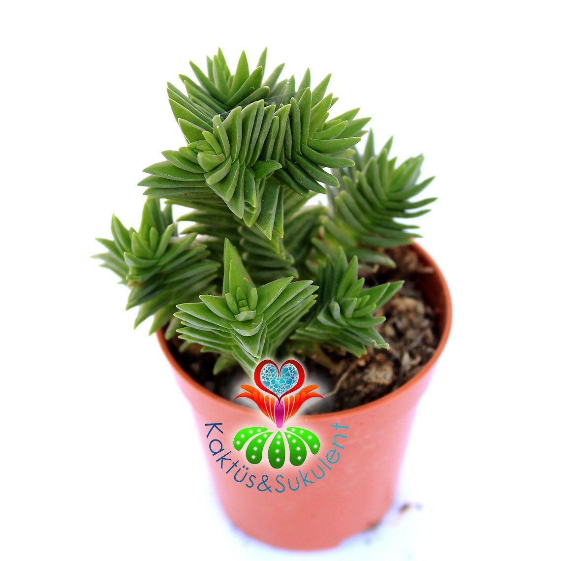 Crassula Capitella ''Red Pagoda''-Çok Nadir Tür Sukulent-5,5 cm Saksıda