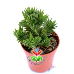 Crassula Capitella ''Red Pagoda''-Çok Nadir Tür Sukulent-5,5 cm Saksıda