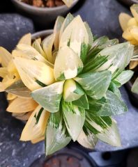 Haworthia Bayeri f. Variegata Ay Gölgesi -Neredeyse Saydam Yapraklı Çok Nadir Tür-8 cm Saksıda