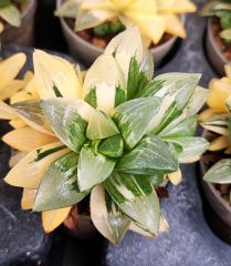Haworthia Bayeri f. Variegata Ay Gölgesi -Neredeyse Saydam Yapraklı Çok Nadir Tür-8 cm Saksıda
