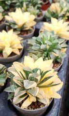 Haworthia Bayeri f. Variegata Ay Gölgesi -Neredeyse Saydam Yapraklı Çok Nadir Tür-8 cm Saksıda