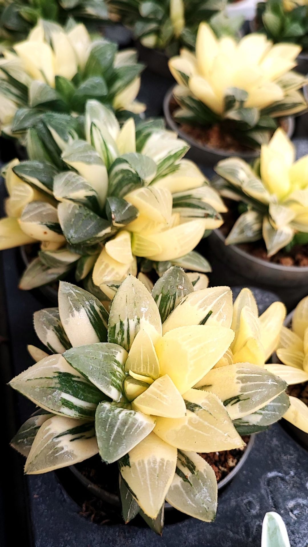 Haworthia Bayeri f. Variegata Ay Gölgesi -Neredeyse Saydam Yapraklı Çok Nadir Tür-8 cm Saksıda