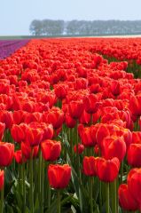 Kırmızı Lale Soğanı-Tulpen Red Apeldoorn-1 Adet Soğan-55 cm Büyüklükte Bitki Çıkarır