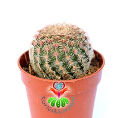 Echinocereus Pectinatus Rubispinus-5,5 cm Saksıda-Pembe Dikenli Nadir Tür Kaktüs