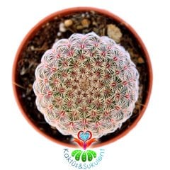 Echinocereus Pectinatus Rubispinus-5,5 cm Saksıda-Pembe Dikenli Nadir Tür Kaktüs