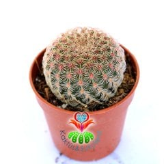 Echinocereus Pectinatus Rubispinus-5,5 cm Saksıda-Pembe Dikenli Nadir Tür Kaktüs