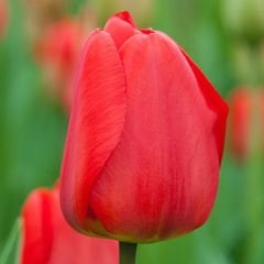Kırmızı Lale Soğanı-Tulpen Red Apeldoorn-1 Adet Soğan-55 cm Büyüklükte Bitki Çıkarır