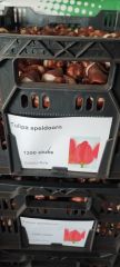 Kırmızı Lale Soğanı-Tulpen Red Apeldoorn-1 Adet Soğan-55 cm Büyüklükte Bitki Çıkarır