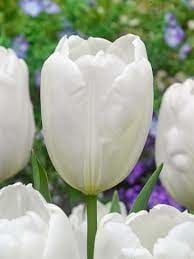 Beyaz Lale Soğanı-Tulpen White Apeldoorn-1 Adet Soğan-55 cm Büyüklükte Bitki Çıkarır
