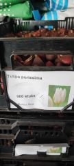 Beyaz Lale Soğanı-Tulpen White Apeldoorn-1 Adet Soğan-55 cm Büyüklükte Bitki Çıkarır