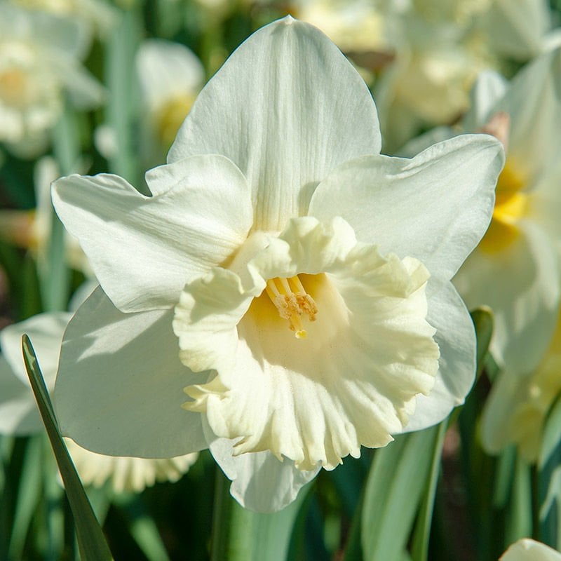 Beyaz Nergis Çiçeği Soğanı- Narcissus mount hood 1 Adet Soğan-50 cm Büyüklükte Bitki Çıkarır