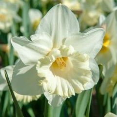 Beyaz Nergis Çiçeği Soğanı- Narcissus mount hood 1 Adet Soğan-50 cm Büyüklükte Bitki Çıkarır