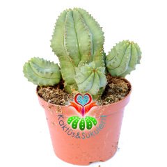 Euphorbia Anoplia-Açık Yeşil Renk Nadir Tür Kaktüs-8 cm Saksıda
