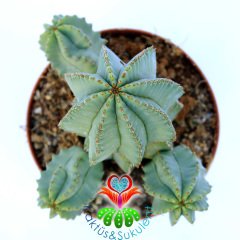 Euphorbia Anoplia-Açık Yeşil Renk Nadir Tür Kaktüs-8 cm Saksıda