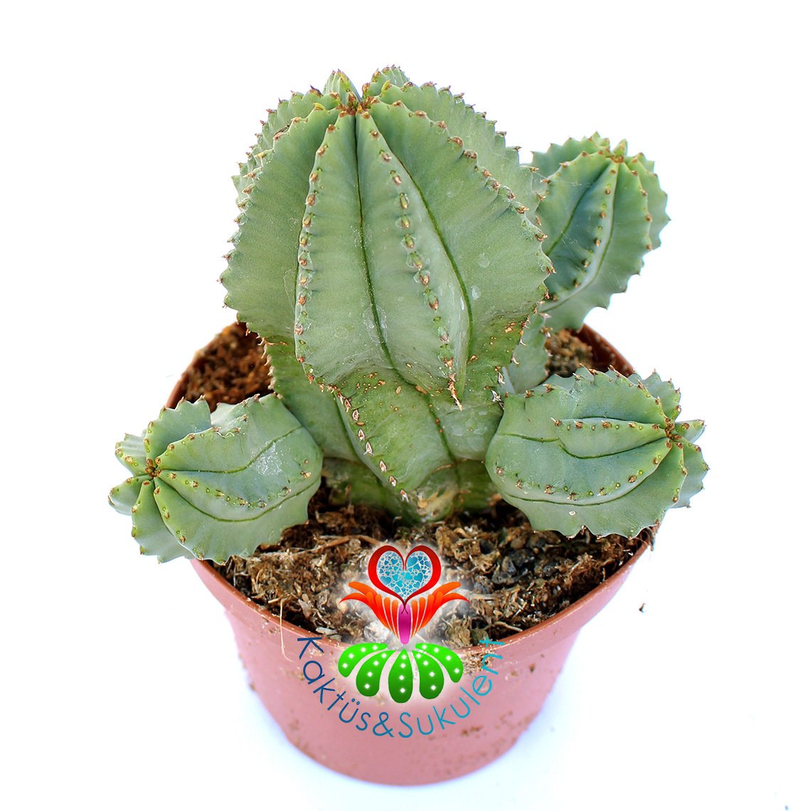 Euphorbia Anoplia-Açık Yeşil Renk Nadir Tür Kaktüs-8 cm Saksıda