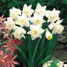 Beyaz Nergis Çiçeği Soğanı- Narcissus mount hood 1 Adet Soğan-50 cm Büyüklükte Bitki Çıkarır