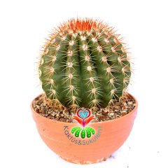 Melocactus Intortus subs. Broadwayi-Kırmızı Dikenli Yuvarlak Dev Kaktüs-20cm Büyüklükte