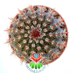 Melocactus Intortus subs. Broadwayi-Kırmızı Dikenli Yuvarlak Dev Kaktüs-20cm Büyüklükte
