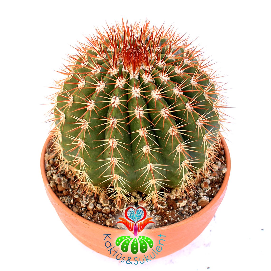 Melocactus Intortus subs. Broadwayi-Kırmızı Dikenli Yuvarlak Dev Kaktüs-20cm Büyüklükte