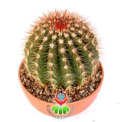 Melocactus Intortus subs. Broadwayi-Kırmızı Dikenli Yuvarlak Dev Kaktüs-20cm Büyüklükte