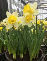 Sarı Nergis Çiçeği Soğanı- Narcissus 'Lucky Number' Bulbs 1 Adet Soğan-50 cm Büyüklükte Bitki Çıkarır