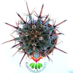 Ferocactus Rectispinus-Uzun Sıradışı Dikenli Dev Kaktüs-20 cm Büyüklükte